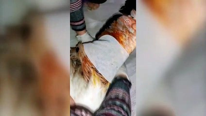 ANTALYA - Yaralı bulunan flamingo koruma altına alındı