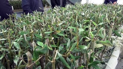 GÜZELYURT - TİKA, KKTC'deki fidan üretim istasyonlarını modernize etti