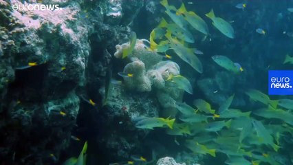 What are offshore renewables? And how do they work?