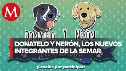 Así se llaman los perritos adoptados por la Marina tras las inundaciones en Tabasco