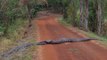 Quand 2 anacondas traversent la route... Impressionnant