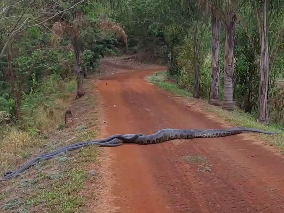 Quand 2 anacondas traversent la route... Impressionnant