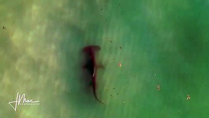 قرش رأس المطرقة يدور حول سباح غافل في فلوريدا