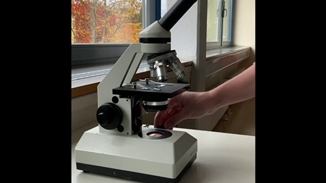 Mikroskopieren - Biologie und NaWi