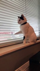 Cat Messing with Blinds for Attention From Human