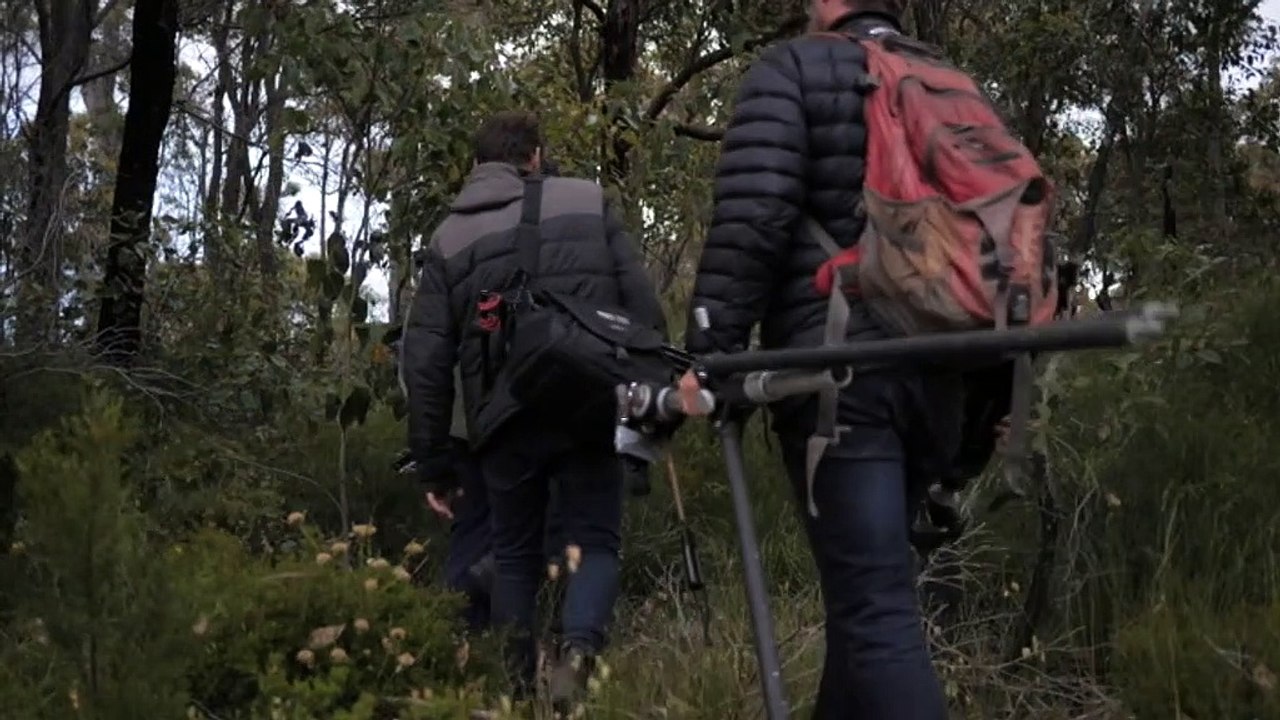 Masked owls discovered around Margaret River region in WA