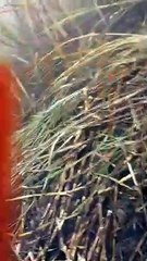 लखीमपुर खीरी के फूटा कुआं में खेत की पराली जलाते समय गन्ने में लगी आग, 4 एकड़ गन्ना जलकर हुआ बर्बाद