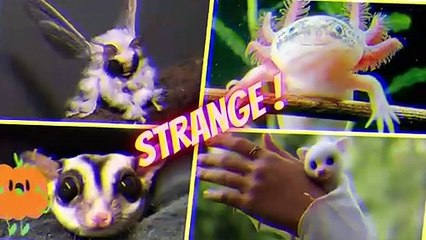 12 Cute Exotic Animals You Can Own As Pet