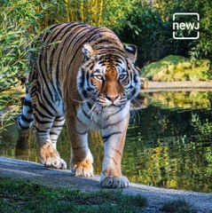 Video Gone Viral Of Tiger Couple Fighting In Lake
