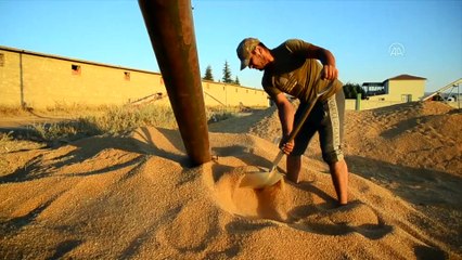 KONYA - Ata tohumları tarımda dışa bağımlılığı bitirecek