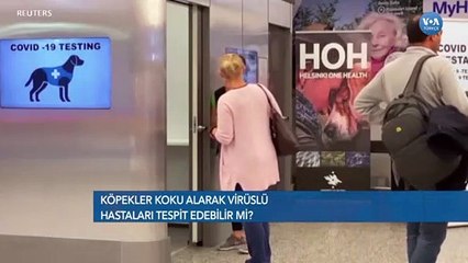 Köpekler Corona Virüsünü Tespit Edebilir mi?