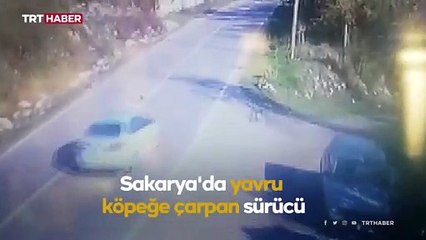 Yavru köpeğe çarpan sürücü yoluna devam etti