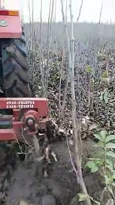 Fernor Ceviz Fidanı Satışı - Ziraat Fidancılık Bandırma