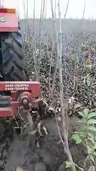 Fernor Ceviz Fidanı Satışı - Ziraat Fidancılık Bandırma