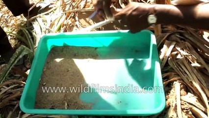 Turtle eggs being gathered for captive hatching at Madras Crocodile Bank