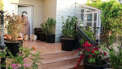 Mus-cats: Omani woman juggles 500 felines