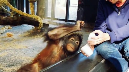 Monkey Sees A Magic In Zoo