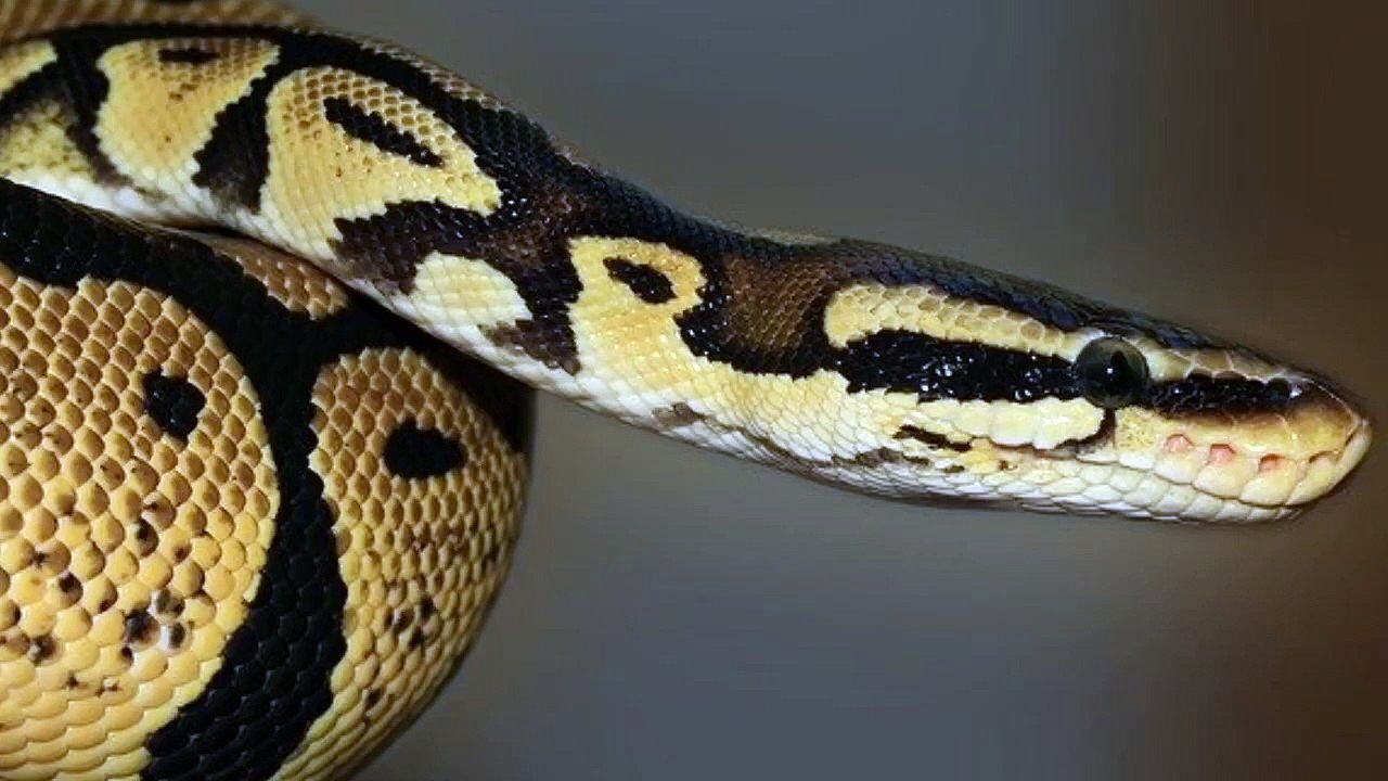 Will Snake Eat Cat?