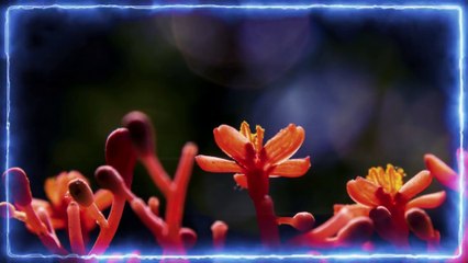 No Direction (Spring Night OST) Rachael Yamagata(레이첼 야마가타)