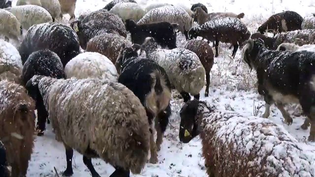 MUŞ - Kar yağışına hazırlıksız yakalanan çobanlar zor anlar yaşadı