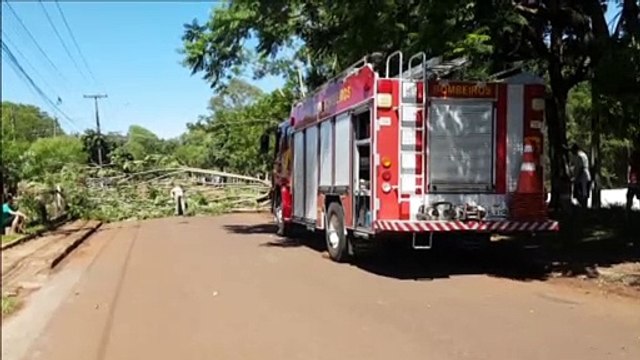 Queda de árvore interdita via no Bairro Santa Felicidade