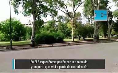 En El Bosque: Preocupación por "una rama de gran porte que está a punto de caer al vacío"