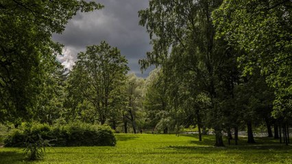 ¿Sabe cómo identificar un árbol en riesgo de colapsar? Tome nota y evite accidentes