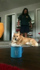 Rambo the Corgi Disapproves my Hole in One