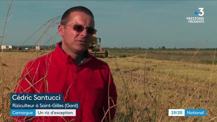 Patrimoine : le riz de Camargue, une exception française