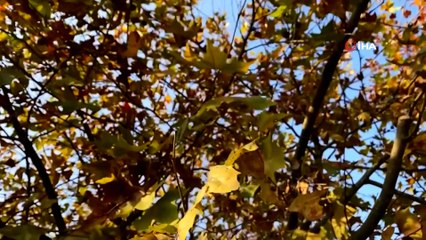 Sessizliğe Bürünen Medeniyetler Beşiği Harput’ta Sonbahar Güzelliği