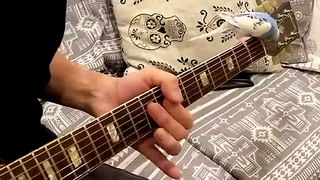 Un perroquet heureux de jouer à la guitare