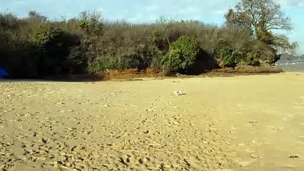Arrivée bonheur des poilus  à la plage