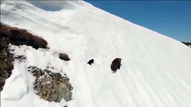 Un ourson essaie de rejoindre sa mère sur une montagne enneigée... pas facile