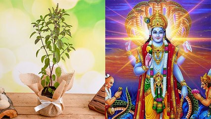 Kartik Purnima 2020: कार्तिक पूर्णिमा के दिन इसलिए होती है तुलसी पूजा। जानें तुलसी पूजा विधि।Boldsky
