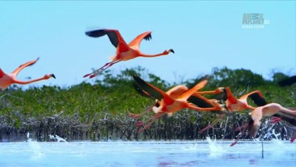 Bahama Blue S01E02  - Mangroves