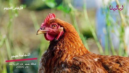 أرقام النجوم -ثروة بأسماء الحيوانات