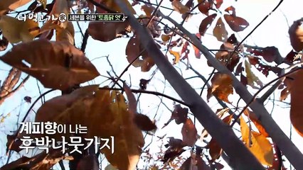 닭으로 엿을 만든다?! 기상천외 ‘닭엿’의 탄생기