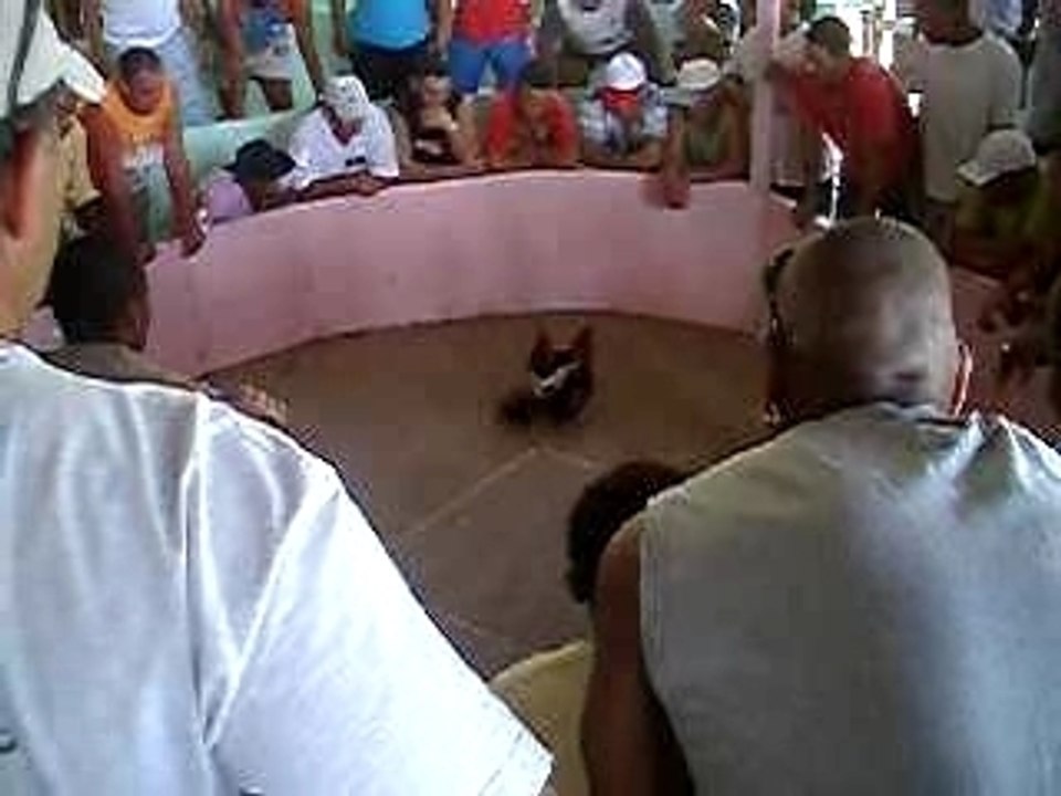 Combat de coq