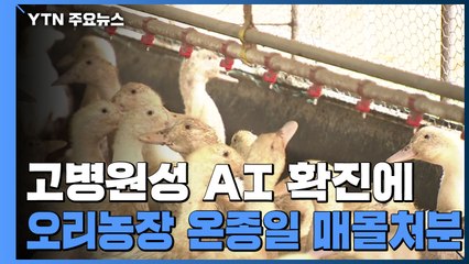 고병원성 AI 확진에 인근 농장도 온종일 매몰 처분 / YTN