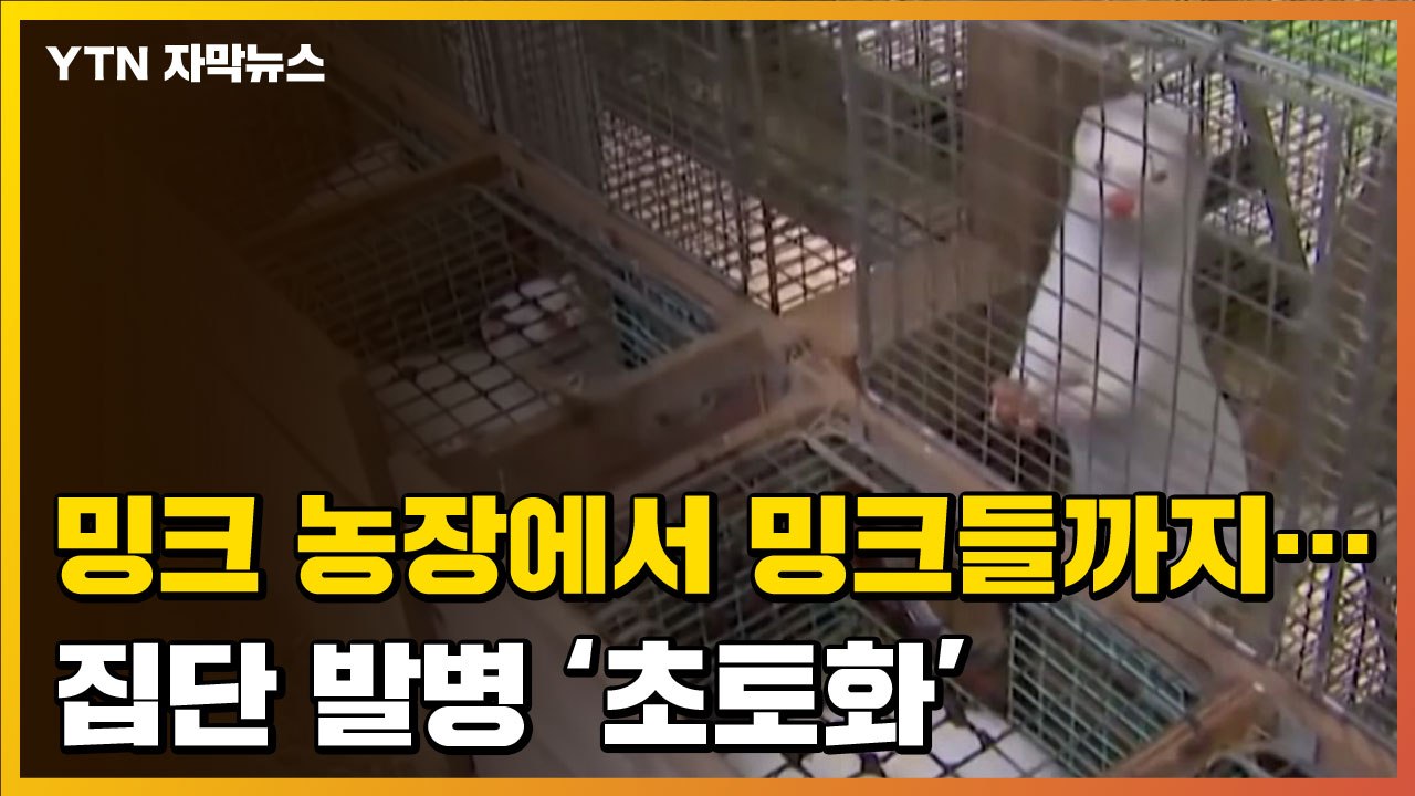 [자막뉴스] '초토화'된 밍크 농장...사람도 동물도 감염됐다 / YTN