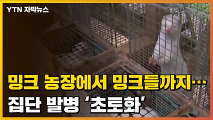 [자막뉴스] '초토화'된 밍크 농장...사람도 동물도 감염됐다 / YTN