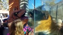 Funny animals attack humans  videos