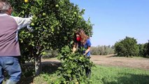 التغير المناخي يهدد إنتاج الزيتون في قبرص