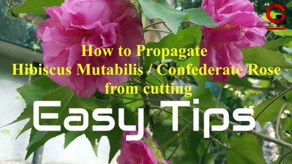 How to propagate Confederate Rose from cutting (Hibiscus Mutabilis)