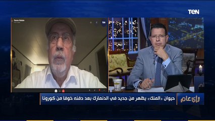 رأي عام | خوفاً من كورونا .. إعدام 17 مليون حيوان "منك" حتى الآن في الدنمارك