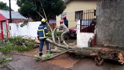 Árvore cai em cima de portão de residência no Bairro Interlagos