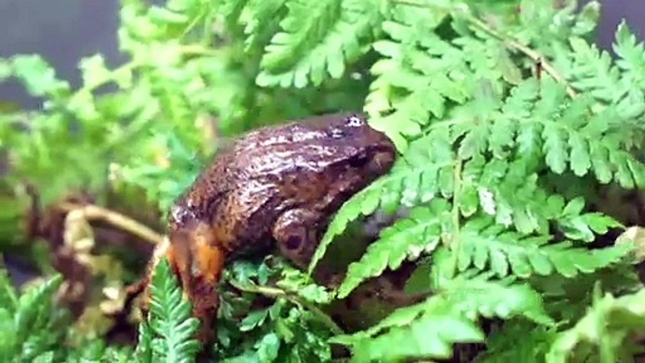 Only 1000 Baw Baw frogs left in Victoria