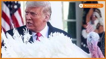 SLIDESHOW - Thanksgiving - Trump pardons the turkeys