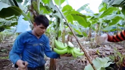 Costa Rica Noticias - Edición domingo 29 de noviembre del 2020