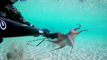 Spearfishing Octopus / Zıpkınla Ahtapot Avı